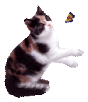 <img:stuff/CalCatAnimSm.gif>