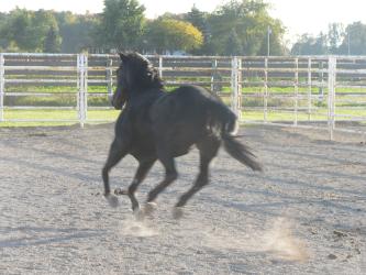 <img0*250:stuff/Cantering_horse.jpg>