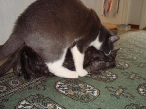 Cat Porn <img300*0:stuff/Cat_Porn.jpg>