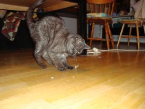 <img300*0:stuff/Cat_and_moth.jpg>
