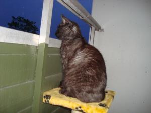 <img300*0:stuff/Cat_at_balcony.jpg>