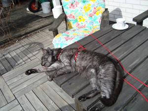 <img300*0:stuff/Cat_cleaning_herself.jpg>