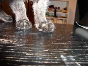 <img300*0:stuff/Cat_front_paws.jpg>