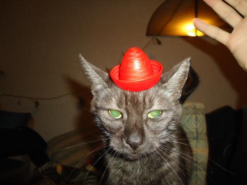 <img500*375:stuff/Cathat.jpg>