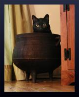 <img0*200:stuff/Cauldron%20~Cat.jpg>