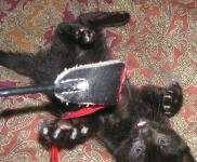 <img0*150:stuff/Cd2%2022a.jpg>