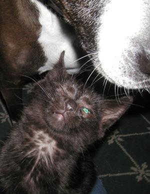 <img300*0:stuff/Cd2%2034a.jpg>