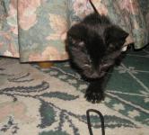 <img0*150:stuff/Cd2%2036a.jpg>