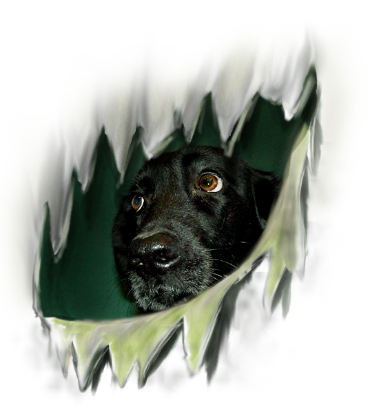 <img:stuff/Ced.png>