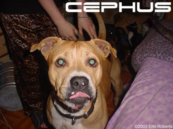 <img550*0:stuff/Cephus.jpg>