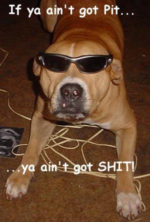 <img300*0:stuff/Cephus_Nopit-noshit.jpg>