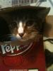 Chairman_Meow!