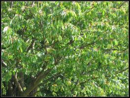 <img0*200:stuff/Cherry%20tree.jpg>
