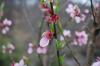 <img100*0:http://elftown.heddate.com/stuff/Cherry_Blossom.jpg>