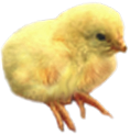 <img:stuff/Chick3.png>