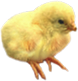 <img:stuff/Chick3SM.png>
