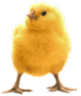 <img:stuff/ChickRevSM.png>
