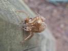 <img0*100:stuff/Cicada_Shell.jpg>