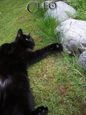 <img300*0:stuff/Cleo%20copy.jpg>