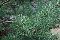<img200*0:stuff/Close_up_of_Pine_Needles.jpg>