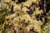 <img200*0:stuff/Close_up_of_the_bush.jpg>