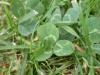 <img100*0:stuff/Clover.jpg>