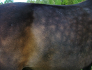 <img0*100:stuff/CoatMarkings.png>