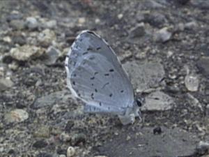 <img300*0:stuff/ConcreteButterfly.jpg>
