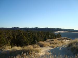 <img300*0:stuff/Connecting_the_forest_with_the_dunes.jpg>