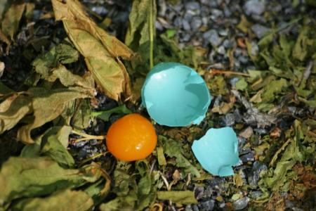 <img:http://elftown.heddate.com/stuff/Content_of_a_Robin%27s_Egg.jpg?y=300>