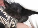 <img0*100:stuff/Cookiee%20cuddle%202a.jpg>