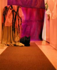 <img0*240:stuff/Cookiee~Candy~Cat%201.jpg>