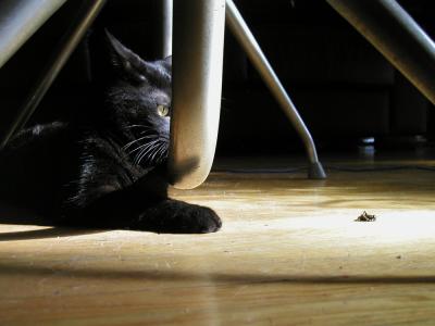 <img0*300:stuff/Cookiee~Cat%20%26%20Cricket%20M.jpg>