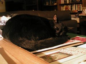 <img300*0:stuff/Cookiee~Cat%20Sleep.jpg>