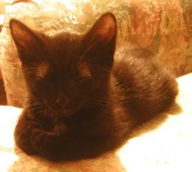 <img0*250:stuff/Cookiee~sphinx%201a.jpg>