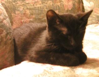 <img0*250:stuff/Cookiee~sphinx%202a.jpg>