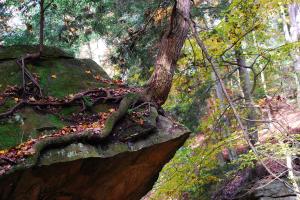 <img300*0:stuff/CoolestTreeInIndiana.jpg>