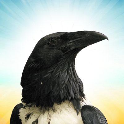 Corvus_Albus