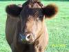 <img100*0:stuff/Cow_%231.jpg>