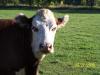 <img100*0:stuff/Cow_%232.jpg>