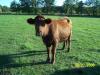 <img100*0:stuff/Cow_%233.jpg>
