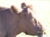 <img100*0:stuff/Cow_%235.jpg>