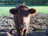 <img100*0:stuff/Cow_%236.jpg>