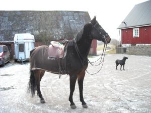 <img300*0:stuff/Crow%27s_showing_his_tack.jpg>