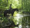 Crow_in_water