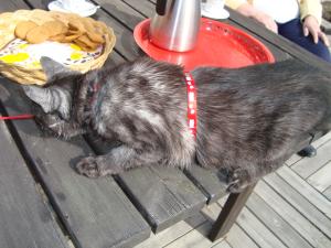 <img300*0:stuff/Curious_cat.jpg>