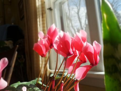 <img500*375:stuff/Cyclamen.jpg>