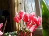 Cyclamen