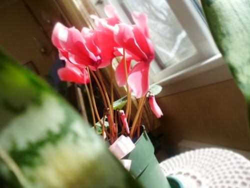 <img500*375:stuff/Cyclamen1.jpg>