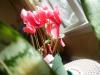 Cyclamen1